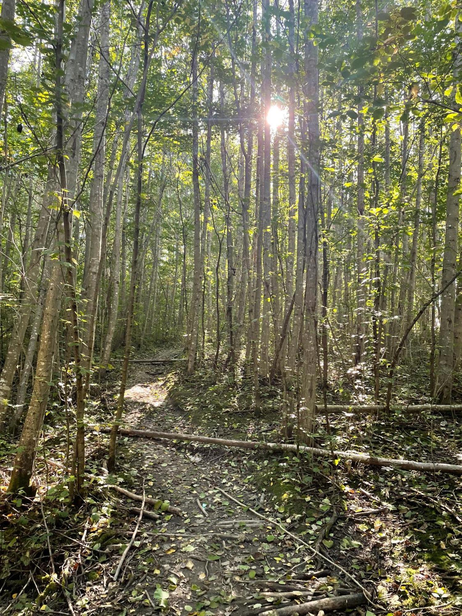 Perfect Location By The Forest Edge In *